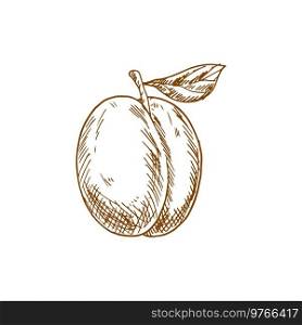 Fresh juicy plum fruit sketch isolated on white background. Fresh plum fruit sketch