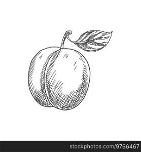 Fresh juicy plum fruit sketch isolated on white background. Fresh plum fruit sketch