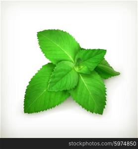 Fresh mint leaves, vector illustration