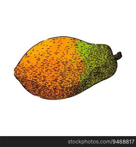 fresh papaya fruit hand drawn. slice orange, tropical cut, raw food fresh papaya fruit vector sketch. isolated color illustration. fresh papaya fruit sketch hand drawn vector