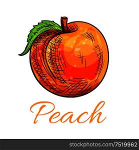 Fresh peach fruit sketch. Ripe orange peach with green leaf for juice packaging, vegetarian fruity dessert, farm market design. Fresh orange peach fruit sketch for food design