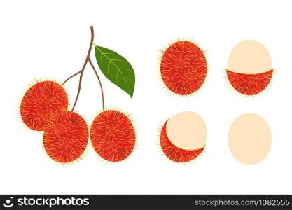 Fresh rambutan fruit vector isolated set on white background - Vector illustration
