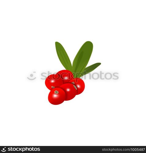 Fresh ripe cranberry berries with leaf isolated. Fruit bunch on white background. Vector illustration. For food, medicine, drinks, beverages, cosmetology syrups tea culinary. Fresh ripe cranberry berries with leaf isolated. Fruit bunch on white background. Vector illustration.
