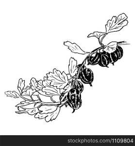 fresh ripe gooseberries and leaves on a branch. garden. Hand drawn Sketch style ink pen vector illustration. For decoration, prints, label, tags, . vintage. logo template, badge. fresh ripe gooseberries and leaves on a branch. garden. Hand drawn Sketch style ink pen vector illustration
