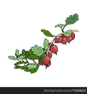 fresh ripe violet purple gooseberries and leaves on a branch. garden. Hand drawn Sketch style colored ink pen vector illustration. For decoration, prints, label, tags, . vintage. logo template, badge. fresh ripe violet purple gooseberries and leaves on a branch. garden. Hand drawn Sketch style colored ink pen vector illustration