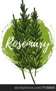 Fresh rosemary herb. Natural and delicious food ingredient for cooking. Aromatic herbs and spices. Health life and vegetarian concept. Detailed hand drawn vector illustration.. Fresh rosemary herb, natural and delicious food