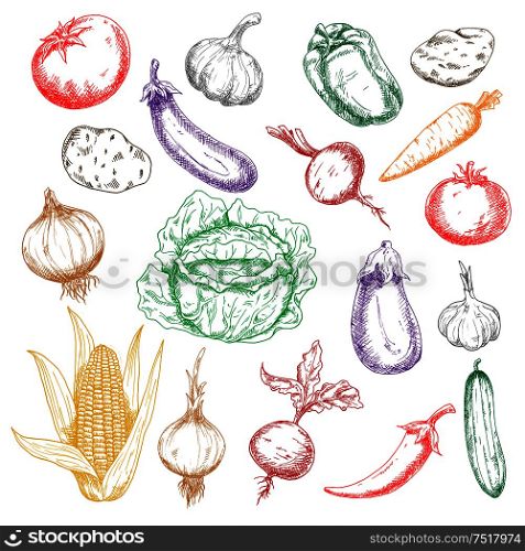 Fresh sweet corn and beetroots, bell pepper and carrot, tomatoes, eggplants and potatoes, green cabbage and cucumber, spicy chilli pepper and heads of garlics colored sketches for recipe book design. Sketched wholesome fresh vegetables icons