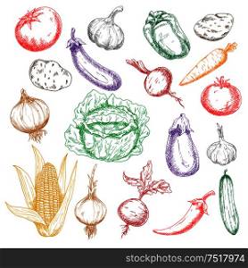 Fresh sweet corn and beetroots, bell pepper and carrot, tomatoes, eggplants and potatoes, green cabbage and cucumber, spicy chilli pepper and heads of garlics colored sketches for recipe book design. Sketched wholesome fresh vegetables icons