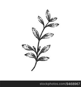 fresh thyme leaf hand drawn. herb aromatic, seasoning spice, twig leaves fresh thyme leaf vector sketch. isolated black illustration. fresh thyme leaf sketch hand drawn vector