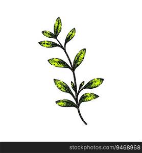 fresh thyme leaf hand drawn. herb aromatic, seasoning spice, twig leaves fresh thyme leaf vector sketch. isolated color illustration. fresh thyme leaf sketch hand drawn vector
