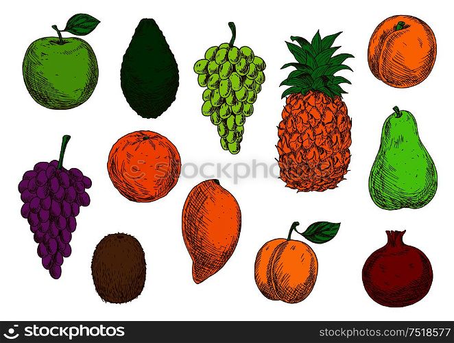 Fresh tropical and exotic fruits. Vector sketch isolated icons of apple, mango, grape, orange, avocado, apricot, pineapple, peach, pear kiwi and pomegranate. Tropical and exotic fruits isolated icons