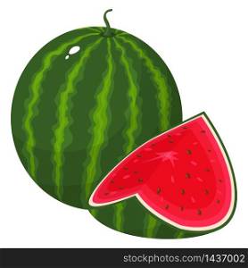 Fresh whole and cut slice watermelon fruit isolated on white background. Summer fruits for healthy lifestyle. Organic fruit. Cartoon style. Vector illustration for any design.