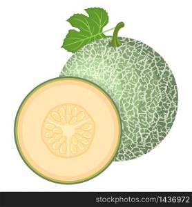 Fresh whole, half melon fruit isolated on white background. Cantaloupe melon. Summer fruits for healthy lifestyle. Organic fruit. Cartoon style. Vector illustration for any design.