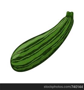 Fresh zucchini isolated on white background. Organic food. Cartoon style. Vector illustration for design.