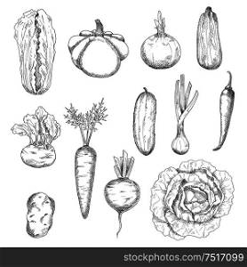Freshly plucked selected cabbages, carrot, beetroot, onions, cayenne pepper, potato, cucumber, zucchini, kohlrabi and pattypan squash vegetables sketches. Healthy veggies for organic farming or kitchen interior accessories design usage. Freshly plucked healthy vegetables sketches