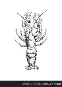 Freshwater broad-fingered crayfish common specie and traditional food source vector illustration in sketch style. Marine inhabitant nautical icon.. Crayfish Common Specie and Seafood Sketch Icon