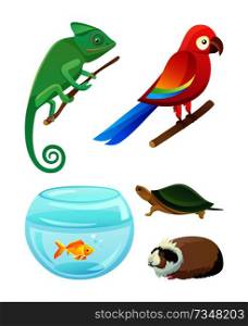 Friendly pets of exotic species. Chameleon on branch, bright parrot, gold fish, small turtle and fluffy guinea pig from pet shop vector illustrations.. Friendly Pets of Exotic Species and Breeds Set