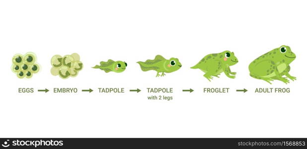 Frog life cycle. Egg masses, tadpole, froglet, frog metamorphosis. Wild water animals, evolution development toads cartoon vector diagram. Illustration amphibian, frog development. Frog life cycle. Egg masses, tadpole, froglet, frog metamorphosis. Wild water animals, evolution development toads cartoon vector diagram