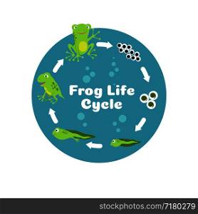 Frog life cycle. From eggs to tadpole and adult frog. Kids biology educational vector illustration. Cycle amphibian biology, animal toad growth. Frog life cycle. From eggs to tadpole and adult frog. Kids biology educational vector illustration
