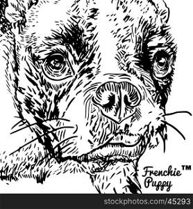 Front portrait of a French bulldog