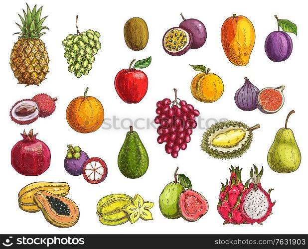 Fruit and berry vector sketches with isolated exotic and garden food. Mango, papaya, grapes and apple, orange, pear, plum and durian, peach, fig, kiwi and avocado, carambola, feijoa and mangosteen. Fruit and berry sketches, exotic and garden food