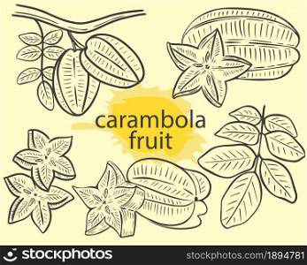 Fruit carambola whole, on a branch with leaves and pieces of stars sketch. Hand engraved exotic tropical fruit star carambolla set. Vintage vector illustration.. Fruit carambola whole, on a branch with leaves and pieces of stars sketch.
