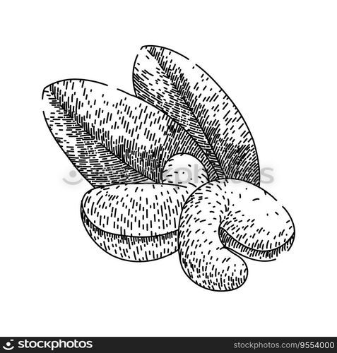 fruit cashew nut hand drawn. brown view, natural whole, indian seed fruit cashew nut vector sketch. isolated black illustration. fruit cashew nut sketch hand drawn vector