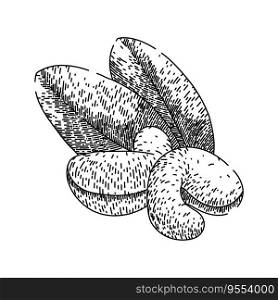 fruit cashew nut hand drawn. brown view, natural whole, indian seed fruit cashew nut vector sketch. isolated black illustration. fruit cashew nut sketch hand drawn vector