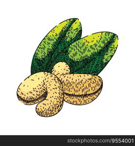 fruit cashew nut hand drawn. brown view, natural whole, indian seed fruit cashew nut vector sketch. isolated color illustration. fruit cashew nut sketch hand drawn vector