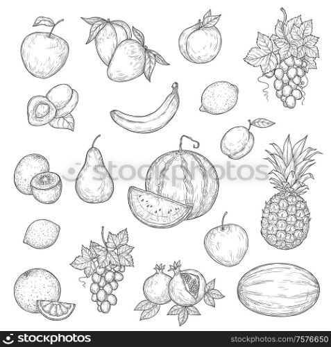 Fruit vector sketches with ripe apple, orange and banana, pineapple, mango and lemon, peach, grape and watermelon, plum, kiwi and pear, pomegranate, melon and apricot. Natural juice, dessert. Ntaural ripe fruits, vector skethes