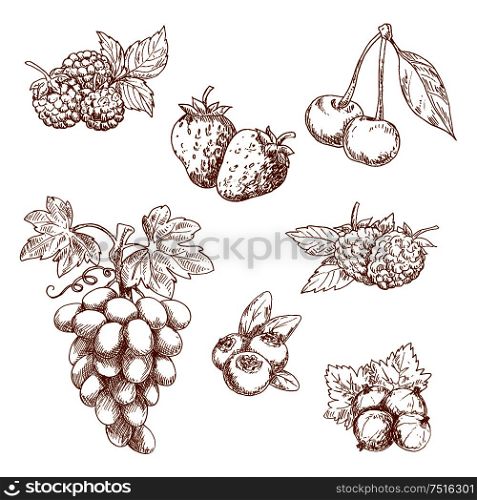 Fruits and berries engraving sketch icons with sweet fragrant strawberry and raspberry, cherry and grape grape, blueberry and gooseberry, blackberries. Recipe book, dessert menu or food themes usage. Fruits and berries sketch set