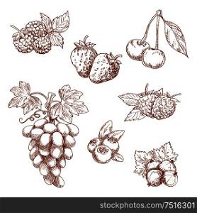Fruits and berries engraving sketch icons with sweet fragrant strawberry and raspberry, cherry and grape grape, blueberry and gooseberry, blackberries. Recipe book, dessert menu or food themes usage. Fruits and berries sketch set