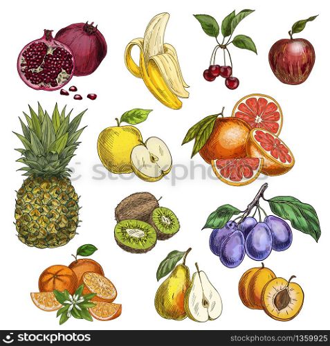 Fruits. Cherry, apples, pear, plums, apricots, grapefruit, kiwi, pomegranate, pineapple. Full color realistic sketch vector illustration. Hand drawn painted illustration.