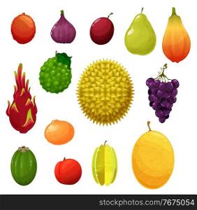 Fruits icons, tropical exotic and farm garden harvest, vector. Apple and pear, tropic durian and dragon fruit pitaya, feijoa and tangerine, melon cantaloupe and lychee, gig and grapes with plum. Fruits tropical exotic and farm garden flat icons