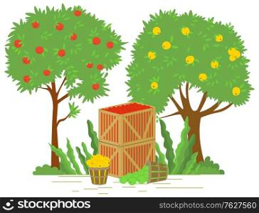 Fruits in containers vector, apple tree garden flat style. Yard with organic production, wooden box with picked products, harvesting season in farm. Picking apple concept. Flat cartoon. Garden with Trees and Apples in Containers Vector