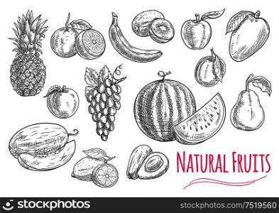Fruits isolated sketches with sweet orange, banana, apple, lemon, grape, peach, plum, pineapple, mango watermelon avocado melon and pear fruits Food design. Sweet fresh fruits isolated sketches