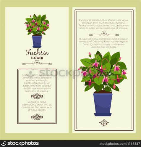 Fuchsia flower in pot vector advertising banners for shop design. Fuchsia flower in pot banners