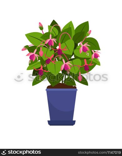 Fuchsia house plant in flower pot vector illustration on white background. Fuchsia house plant