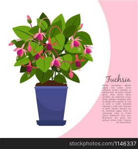 Fuchsia indoor plant in pot banner template, vector illustration. Fuchsia plant in pot banner