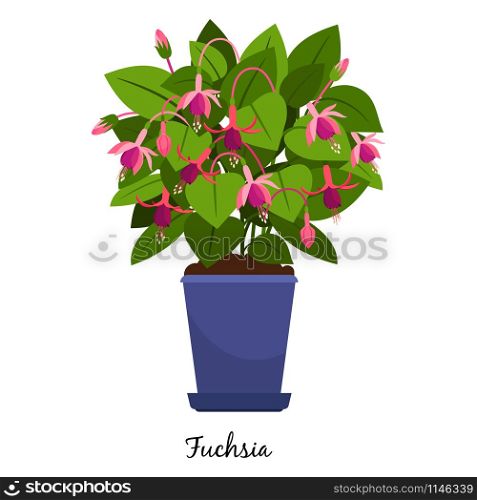 Fuchsia plant in pot isolated on the white background, vector illustration. Fuchsia plant in pot
