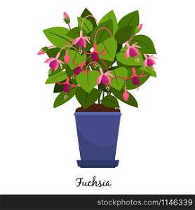 Fuchsia plant in pot isolated on the white background, vector illustration. Fuchsia plant in pot