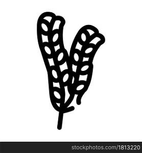 fucus vesiculosus seaweed line icon vector. fucus vesiculosus seaweed sign. isolated contour symbol black illustration. fucus vesiculosus seaweed line icon vector illustration