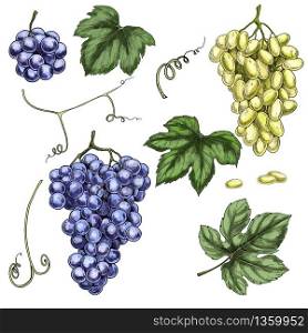 Full color realistic grapes illustration. WHite and blue grapes. Wine production design elements.