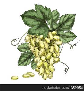 Full color realistic grapes illustration. WHite and blue grapes. Wine production design elements.