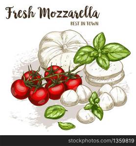 Full color realistic sketch illustration of mozzarella with basil and cherry tomatoes, vector food illustration.