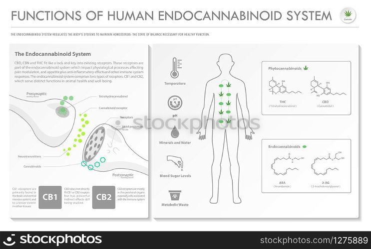 Functions of Human Endocananbinoid System horizontal infographic illustration about cannabis as herbal alternative medicine and chemical therapy, healthcare and medical science vector.
