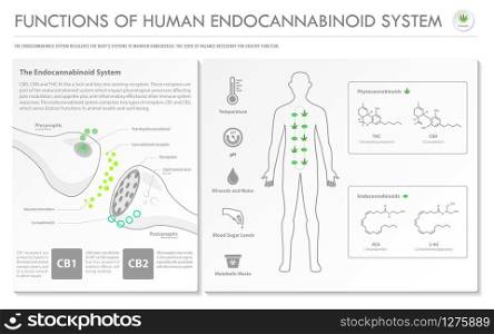 Functions of Human Endocananbinoid System horizontal infographic illustration about cannabis as herbal alternative medicine and chemical therapy, healthcare and medical science vector.