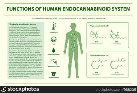 Functions of Human Endocananbinoid System horizontal infographic illustration about cannabis as herbal alternative medicine and chemical therapy, healthcare and medical science vector.