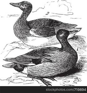 Gadwall or Anas strepera, vintage engraving. Old engraved illustration of male (1) and female (2) Gadwall in a pond.