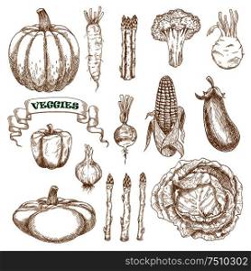 Garden and farm vegetables with cabbage, corn, pumpkin, eggplant, pepper, broccoli, kohlrabi, garlic radish asparagus and pattypan sketches. Isolated on white. Garden and farm vegetables sketches set
